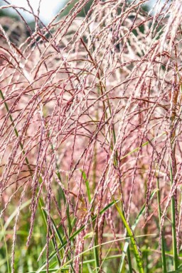 Prachtriet Miscanthus sinensis 'Flamingo' 5-10 pot P9 Miscanthus sinensis 'Flamingo'