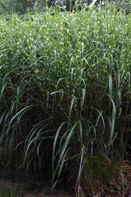 Miscanthus sinensis 'Little Zebra'