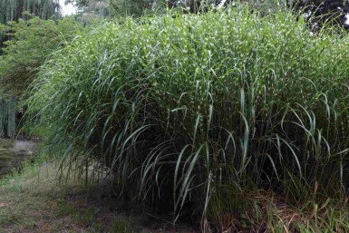 Miscanthus sinensis 'Little Zebra'