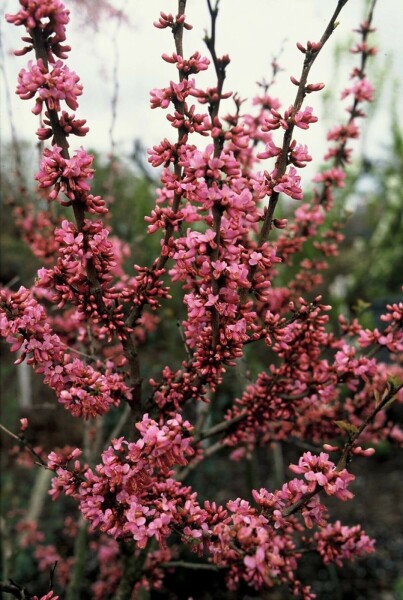 Cercis chinensis 'Avondale' C15 60-80