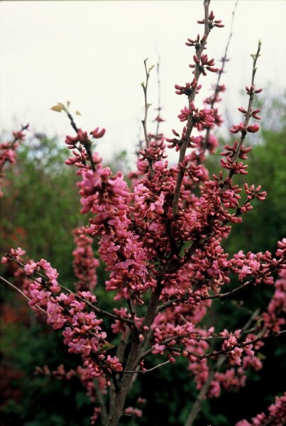 Chinese judasboom Cercis chinensis 'Avondale' Pot