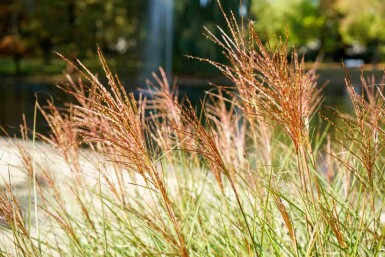 Miscanthus sinensis 'Red Chief'