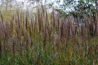Olifantengras Miscanthus sinensis 'Yaku Jima' 5-10 pot P9 Miscanthus sinensis 'Yaku Jima'