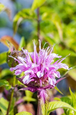 Monarda fistulosa 'Croftway Pink'