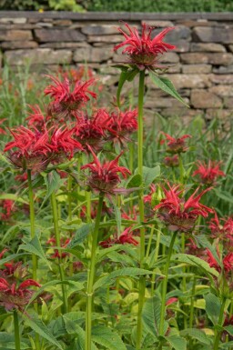 Monarda fistulosa 'Gardenview Scarlet'