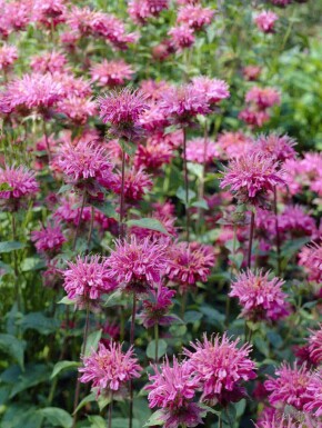 Bergamotplant Monarda fistulosa 'Marshall's Delight' 5-10 pot P9 Monarda fistulosa 'Marshall's Delight'