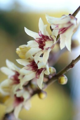 Winterzoet Chimonanthus praecox Pot Chimonanthus praecox