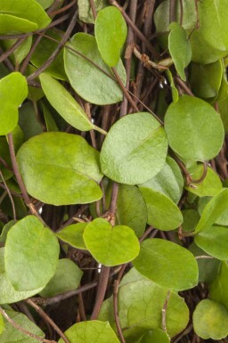 Muehlenbeckia axillaris