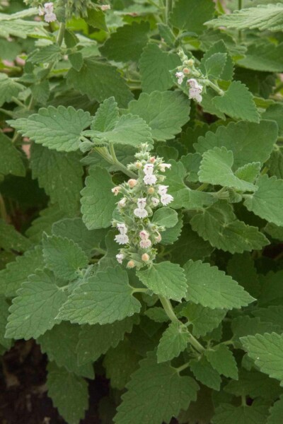 Nepeta cataria