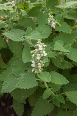 Kattenkruid Nepeta cataria 5-10 pot P9 Nepeta cataria