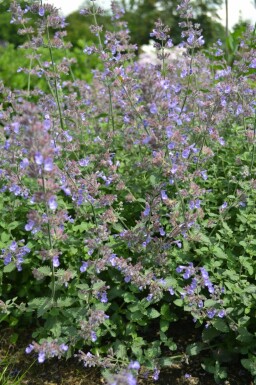 Kattenkruid Nepeta faassenii 'Dropmore' 5-10 pot P9 Nepeta faassenii 'Dropmore'