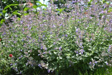 Kattenkruid Nepeta faassenii 'Dropmore' 5-10 pot P9 Nepeta faassenii 'Dropmore'