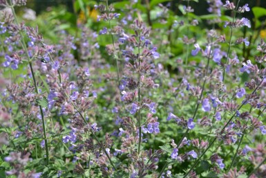 Nepeta faassenii 'Dropmore'