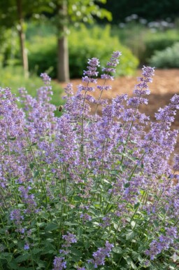 Kattenkruid Nepeta faassenii 'Grol' 5-10 pot P9 Nepeta faassenii 'Grol'