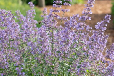 Kattenkruid Nepeta faassenii 'Grol' 5-10 pot P9 Nepeta faassenii 'Grol'