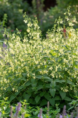 Kattenkruid Nepeta govaniana 5-10 pot P9 Nepeta govaniana