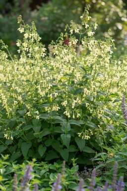 Kattenkruid Nepeta govaniana 5-10 pot P9 Nepeta govaniana