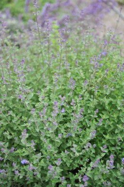 Kattenkruid Nepeta faassenii 'Kit Cat' 5-10 pot P9 Nepeta faassenii 'Kit Cat'