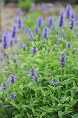 Nepeta nervosa