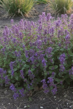 Kattenkruid Nepeta racemosa 'Grog' 5-10 pot P9 Nepeta racemosa 'Grog'