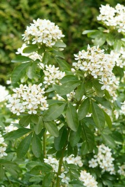 Choisya Choisya ternata Pot Choisya ternata