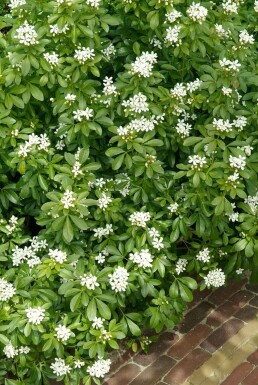 Choisya Choisya ternata Pot Choisya ternata