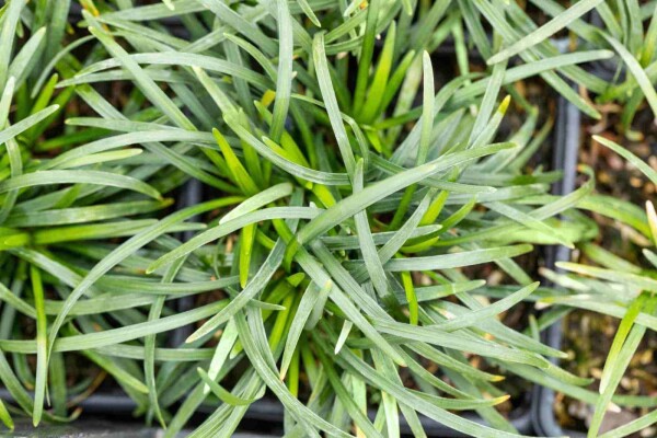 Slangenbaard Ophiopogon japonicus 5-10 pot P9 Ophiopogon japonicus