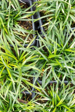 Ophiopogon japonicus