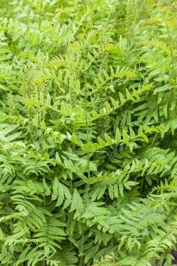 Koningsvaren Osmunda regalis 5-10 pot P9 Osmunda regalis