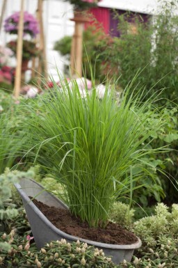 Panicum virgatum 'Northwind'
