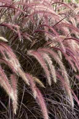 Rood lampenpoetsersgras Pennisetum advena 'Rubrum' 5-10 pot P9 Pennisetum advena 'Rubrum'
