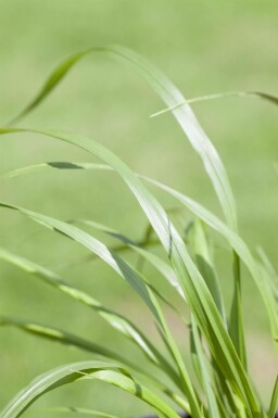 Pennisetum alopecuroides 'Viridescens'