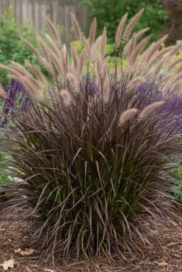 Lampenpoetsergras Pennisetum advena 'Summer Samba' 5-10 pot P9 Pennisetum advena 'Summer Samba'