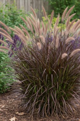 Lampenpoetsergras Pennisetum advena 'Summer Samba' 5-10 pot P9 Pennisetum advena 'Summer Samba'