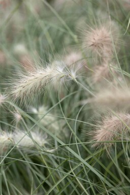 Pennisetum villosum