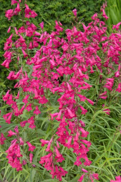 Baardbloem Penstemon hartwegii 'Andenken an Friedrich Hahn' 5-10 pot P9 Penstemon hartwegii 'Andenken an Friedrich Hahn'