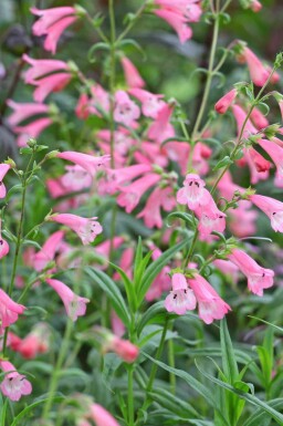 Trompetbloem Penstemon hartwegii 'Apple Blossom' 5-10 pot P9 Penstemon hartwegii 'Apple Blossom'