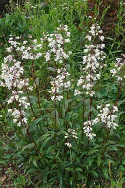 Slangekop Penstemon digitalis 'Husker Red' 5-10 pot P9 Penstemon digitalis 'Husker Red'