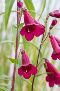 Slangenkop Penstemon 'Rich Ruby' 5-10 pot P9 Penstemon 'Rich Ruby'