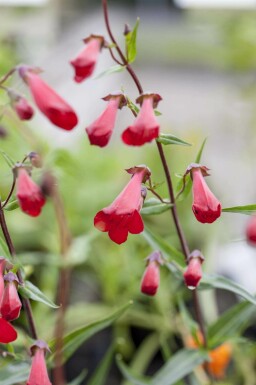 Baardbloem Penstemon hartwegii 'Paul Schönholzer' 5-10 pot P9 Penstemon hartwegii 'Paul Schönholzer'