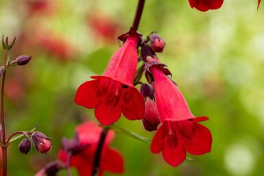 Baardbloem Penstemon hartwegii 'Paul Schönholzer' 5-10 pot P9 Penstemon hartwegii 'Paul Schönholzer'