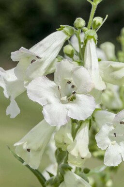 Slangenkop Penstemon 'White Bedder' 5-10 pot P9 Penstemon 'White Bedder'