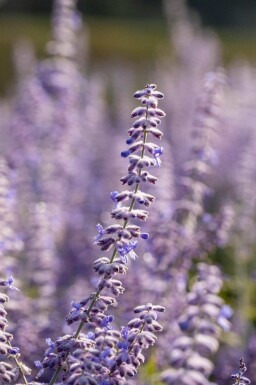 Reuzenlavendel Perovskia atriplicifolia 'Lacey Blue' 5-10 pot P9 Perovskia atriplicifolia 'Lacey Blue'