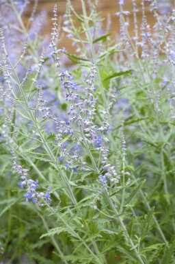 Perovskia atriplicifolia 'Lacey Blue'