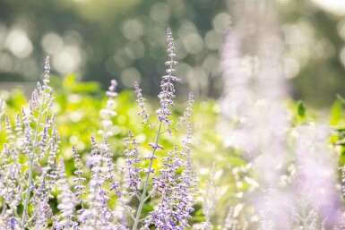 Perovskia atriplicifolia 'Lacey Blue'