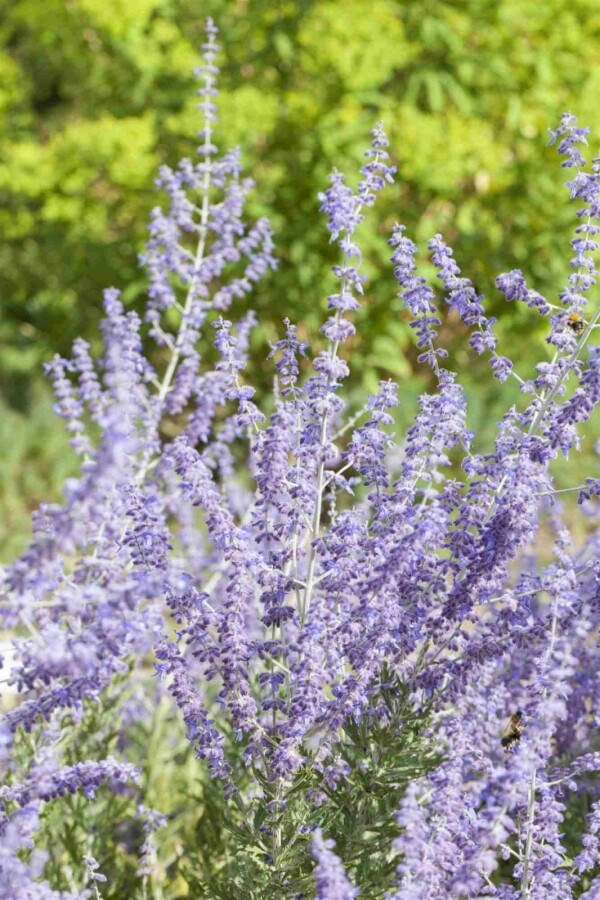 Reuzenlavendel Perovskia atriplicifolia 'Little Spire' 5-10 pot P9 Perovskia atriplicifolia 'Little Spire'