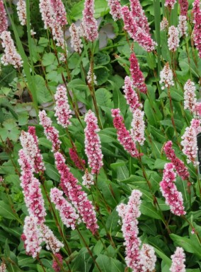 Duizendknoop Persicaria affinis 5-10 pot P9 Persicaria affinis