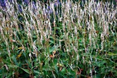 Duizendknoop Persicaria amplexicaulis 'Alba' 5-10 pot P9 Persicaria amplexicaulis 'Alba'