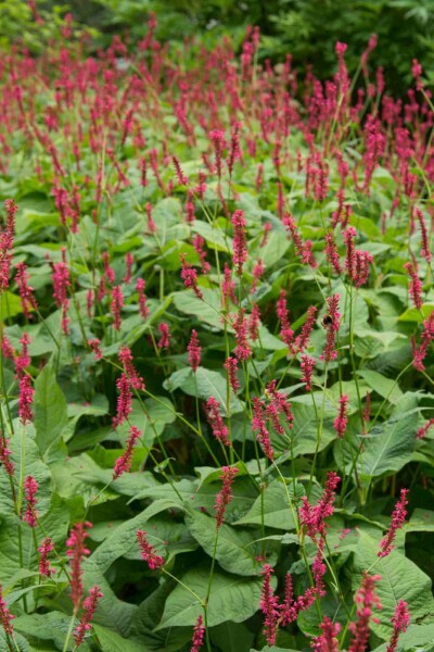 Duizendknoop Persicaria amplexicaulis 'Blackfield' 5-10 pot P9 Persicaria amplexicaulis 'Blackfield'