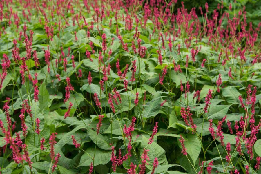 Duizendknoop Persicaria amplexicaulis 'Blackfield' 5-10 pot P9 Persicaria amplexicaulis 'Blackfield'